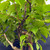 Close-up inside the Stewartia canopy showing mature dark branches, reddish young stems, and overlapping green leaves.
