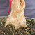 Close-up of the Stewartia’s flared base, surface roots, multicolored exfoliating bark, and old wound along the lower trunk.