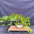 Full front view of the Persimmon bonsai with a low, wide canopy, long green shoots, a massive exposed base, and a cream ceramic pot.