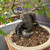 Close-up of the Persimmon’s thick sculptural base showing intertwined exposed roots, deeply textured dark bark, and the ceramic pot rim.