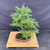 Elevated view of the Dwarf Larch bonsai showing its narrow upright silhouette, layered branches, green foliage, mossy soil, and oval pot.