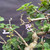 Close-up of the Bonsai Mint’s tiny pale-lavender tubular flowers, developing buds, scalloped green leaves, and woody branches.