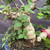 Detailed view of the Bonsai Mint’s thick central trunk, rounded caudex-like growth, woody branches, green leaves, and blue pot rim.