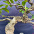 Close-up of the Dwarf African Strangler Fig’s thick, textured trunk, curved trunk movement, mature branch junctions, and green leaves.