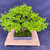 Elevated view of the mature Privet bonsai showing its broad rounded canopy, dense foliage, moss-covered soil, and rectangular ceramic pot.