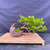 Full side view of the Privet bonsai with a weathered trunk growing horizontally from a brown crescent pot and a green canopy extending to the right.