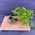 Elevated view of the Privet bonsai showing its right-extending canopy, long trunk, moss-covered planting area, and handmade crescent pot.