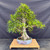 Mature Willow Leaf Ficus bonsai with a wide tapered trunk, round handmade pot