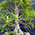 Detailed view inside the Willow Leaf Ficus canopy showing narrow green leaves, fine twigs, established branches, and the light-colored trunk.