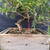 Close-up of the Eastern White Cedar’s rugged curved trunk, old deadwood, lower branches, coarse bonsai soil, and wooden grow box.