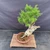 Elevated full-tree view of the Shimpaku Juniper showing its compact green canopy, slanting deadwood trunk, granular soil, and round Sam Miller pot.