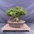 Mature Ixora bonsai with red-orange flowers and a broad exposed root base