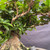Detailed view of the mature Ixora trunk, exposed root base, glossy green leaves, established branches, and training wire.