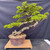 Mature Black Olive bonsai with a sweeping gray trunk, in a Sam Miller pot