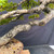 Detailed view of the Black Olive bonsai’s lower trunk showing its strong rightward curve, heavily cracked mature bark, branch junctions, healed pruning marks, and coarse bonsai soil.