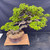 Elevated full-tree view of the mature Black Olive bonsai showing the broad layered canopy, long developed branches, sweeping trunk movement, and round Sam Miller ceramic pot.
