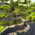 Close-up of the Black Olive bonsai’s twisting central trunk, deeply fissured gray bark, mature primary branches, smaller secondary branches, and layered pads of compact green foliage.