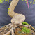 Close-up of the Tamarind bonsai’s large rounded lower trunk, deeply textured bark, strong trunk taper, and thick surface roots extending across the soil and moss.