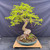 Full front view of the mature Tamarind bonsai with a massive rounded base, exposed surface roots, sharply curving trunk, wired canopy, bright green compound foliage, and an oval blue-green Shuho Tokoname pot.