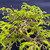 Close-up of the upper Tamarind canopy showing dense established branching, extensive training wire, fine ramification, and newly opened bright green compound foliage.