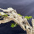 Close-up of the Premna bonsai’s upper deadwood showing hollow sections, splintered edges, weathered wood grain, and green foliage visible behind the trunk.