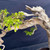 Detailed view of the Premna’s upper trunk showing jagged deadwood extending above and beside a living branch with clusters of small green leaves.
