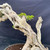 Close-up of the central Premna trunk showing the long leaning deadwood section, hollowed channels, weathered grain, broken ends, and separate upright deadwood feature.