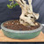 Close-up of the Premna bonsai’s massive hollow trunk base in a large green glazed ceramic pot with a wide oval form and textured irregular rim.