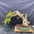 Full front view of the Premna bonsai showing the heavy weathered trunk leaning left, extensive pale deadwood, long twisting branches, green foliage, and a 16-inch handmade ceramic pot.