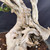 Detailed close-up of the Premna’s lower trunk showing hollow openings, twisted wood grain, rounded knots, cavities, and layered sections of aged pale deadwood.