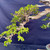 Close-up of the Premna’s left canopy showing a thick horizontal branch, twisting secondary branches, compact green leaves, and the transition between living wood and deadwood.