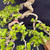 Close-up of the Premna canopy showing highly twisting living branches, established secondary branching, small oval green leaves, and visible pruning points.
