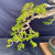 Full detail view of the Premna’s extended left canopy showing contorted branches, layered green foliage, fine branching, and the edge of the green ceramic pot.