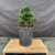 Exceptional Dwarf Hinoki Cypress Pre-Bonsai, Opened by John Romano | Choose Your Exact Tree