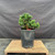 Exceptional Dwarf Hinoki Cypress Pre-Bonsai, Opened by John Romano | Choose Your Exact Tree