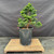 Exceptional Dwarf Hinoki Cypress Pre-Bonsai, Opened by John Romano | Choose Your Exact Tree