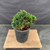 Exceptional Dwarf Hinoki Cypress Pre-Bonsai, Opened by John Romano | Choose Your Exact Tree