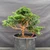 Exceptional Dwarf Hinoki Cypress Pre-Bonsai, Opened by John Romano | Choose Your Exact Tree