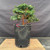 Exceptional Dwarf Hinoki Cypress Pre-Bonsai, Opened by John Romano | Choose Your Exact Tree