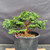Exceptional Dwarf Hinoki Cypress Pre-Bonsai, Opened by John Romano | Choose Your Exact Tree