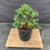 Exceptional Dwarf Hinoki Cypress Pre-Bonsai, Opened by John Romano | Choose Your Exact Tree