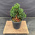 Exceptional Dwarf Hinoki Cypress Pre-Bonsai, Opened by John Romano | Choose Your Exact Tree