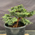 Exceptional Dwarf Hinoki Cypress Pre-Bonsai, Opened by John Romano | Choose Your Exact Tree
