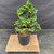 Exceptional Dwarf Hinoki Cypress Pre-Bonsai, Opened by John Romano | Choose Your Exact Tree