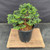 Exceptional Dwarf Hinoki Cypress Pre-Bonsai, Opened by John Romano | Choose Your Exact Tree