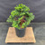 Exceptional Dwarf Hinoki Cypress Pre-Bonsai, Opened by John Romano | Choose Your Exact Tree