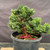 Exceptional Dwarf Hinoki Cypress Pre-Bonsai, Opened by John Romano | Choose Your Exact Tree