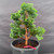 Dwarf Hinoki Cypress pre-bonsai, tree 21130, close-up of trunk and foliage pads