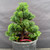 Dwarf Hinoki Cypress pre-bonsai, tree 21354, close-up of trunk and foliage pads