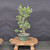 Dwarf Jade (Portulacaria afra) pre-bonsai, tree 11599, front view in nursery pot